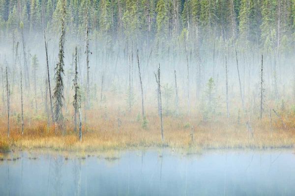 Canada, BC, Mt Robson PP Foggy pond and forest